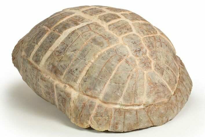 Colorful Fossil Tortoise (Stylemys) - South Dakota #316911
